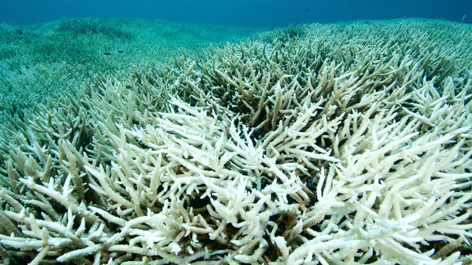 Wildfire underwater is killing the Great Barrier Reef [Video]