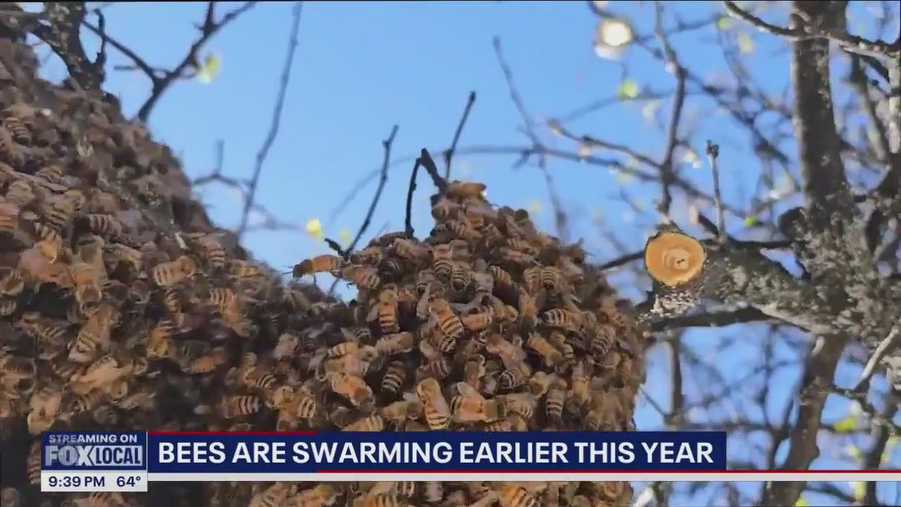 Bees are swarming earlier this year [Video]