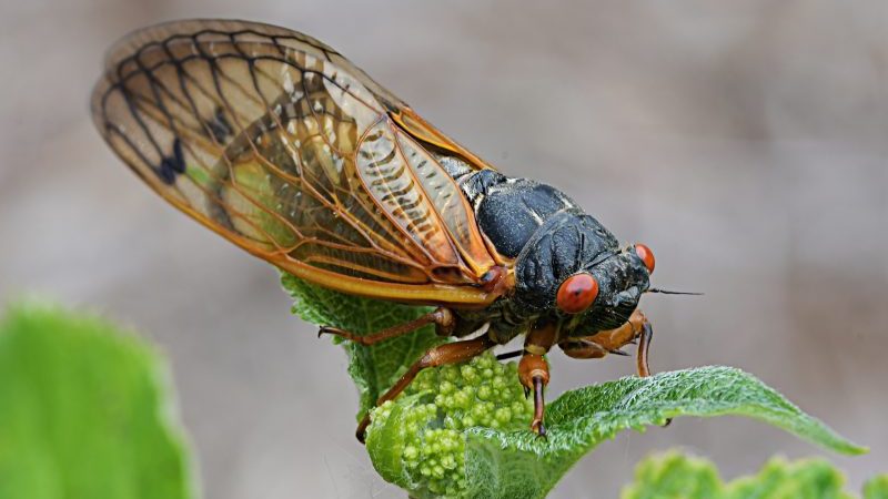 Are cicadas dangerous to your pets? [Video]