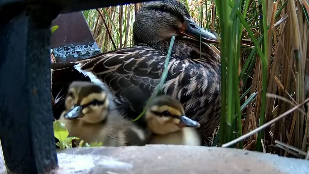 Mama Stanley the duck welcomes 7 ducklings on CCSU campus  NBC Connecticut [Video]
