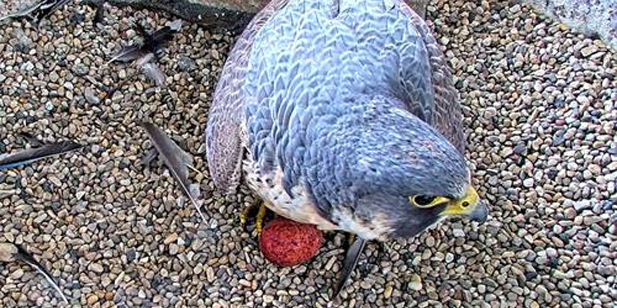 WPS announces first falcon egg at Weston plant this year [Video]