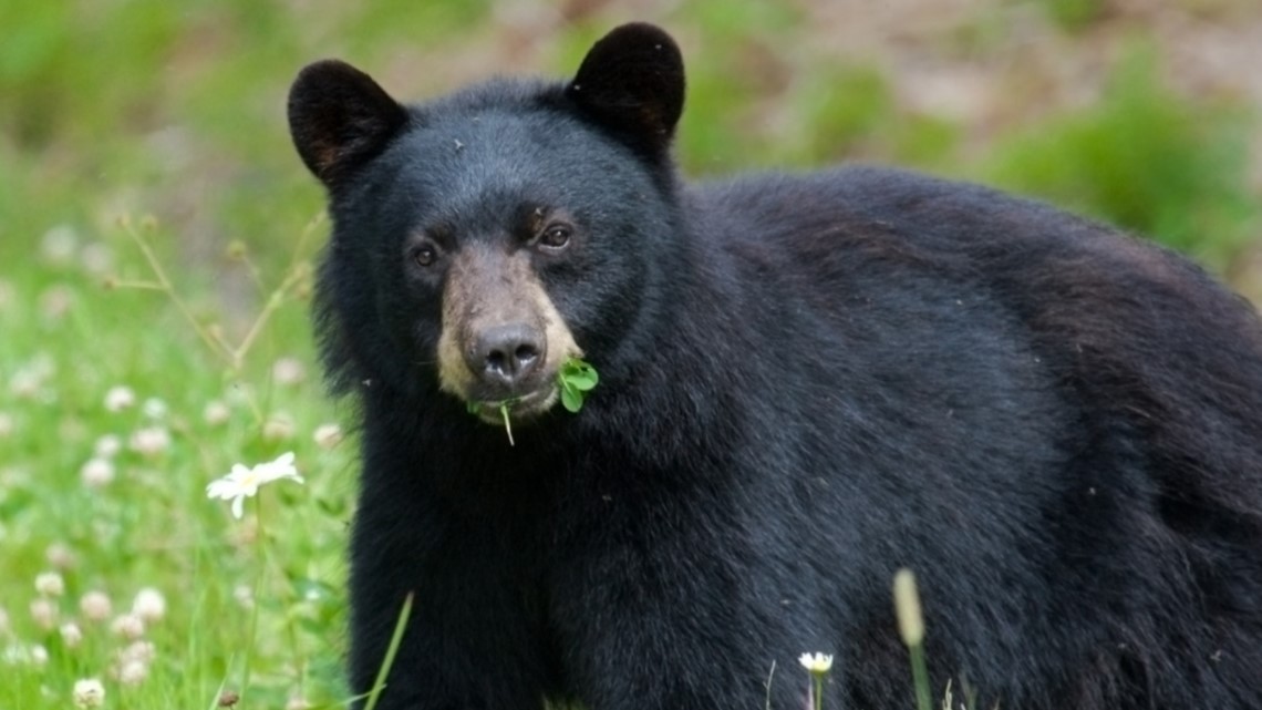 Missouri black bear hunting permit random drawing: How to apply [Video]