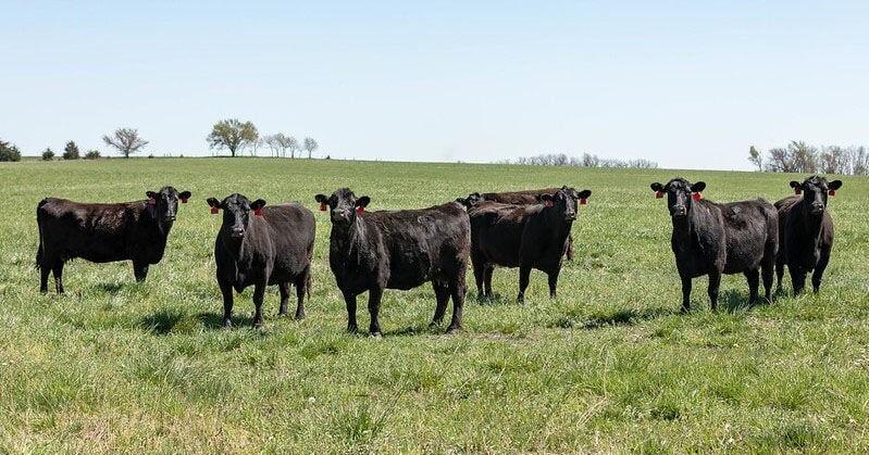 Registration open for Ranch-Raised Beef Conference on May 30-31 in College Station [Video]