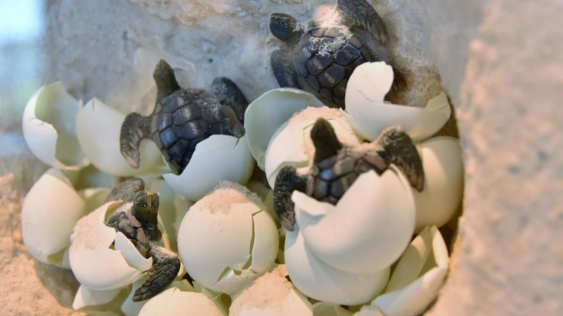 Sea turtle nest found in Pinellas County [Video]