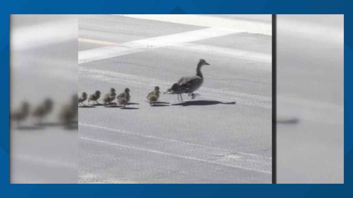Ducks caught on camera crossing Mesa street [Video]
