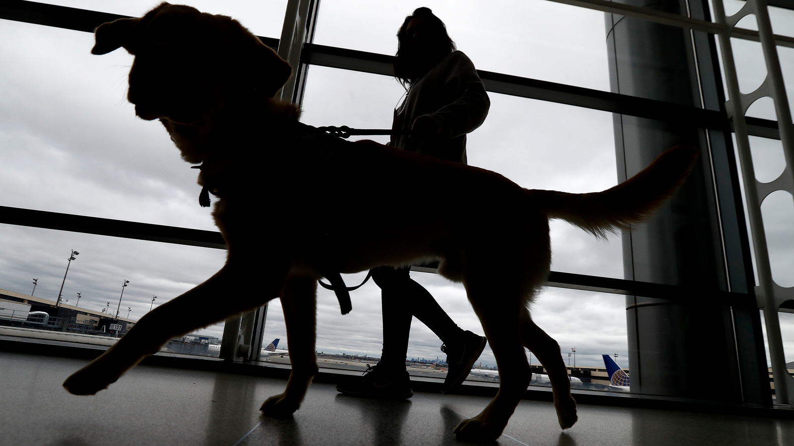 New dog import rules: Dogs entering US must be 6 months old and microchipped to prevent spread of rabies, new rules say [Video]