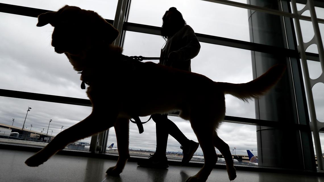 US puts new rules on travelling pets to prevent rabies outbreaks [Video]