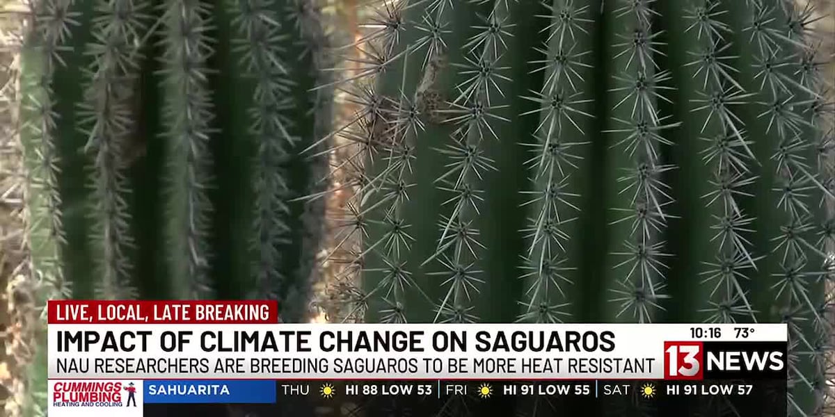 How researchers in Arizona are hoping to breed the next generation of saguaros [Video]