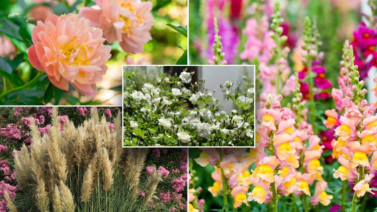 Hot flower trends for 2024: Here’s what’s in and what’s out in the world of blooms [Video]
