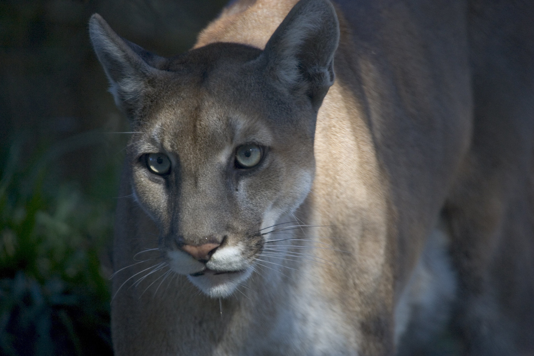 Florida Democrats Picked Endangered Panther as New Mascot [Video]