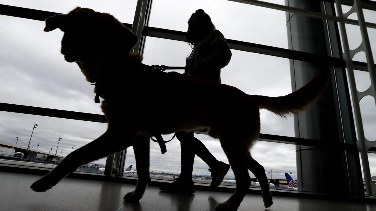New rules for dogs entering US: must be chipped and at least 6 months old [Video]