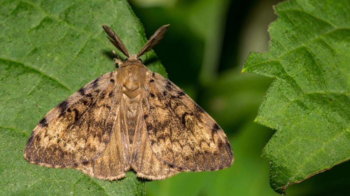 ‘Imminent danger’: Emergency declaration issued due to spongy moth infestation in Washington [Video]
