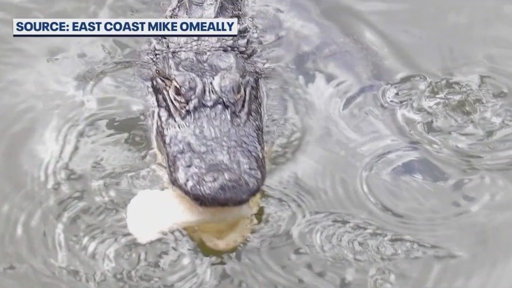 Alligator removed from Flagler park because humans were feeding it [Video]