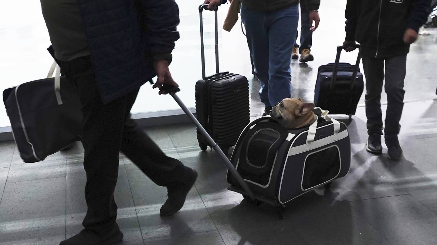 Here’s what to know if you are traveling abroad with your dog  WSOC TV [Video]