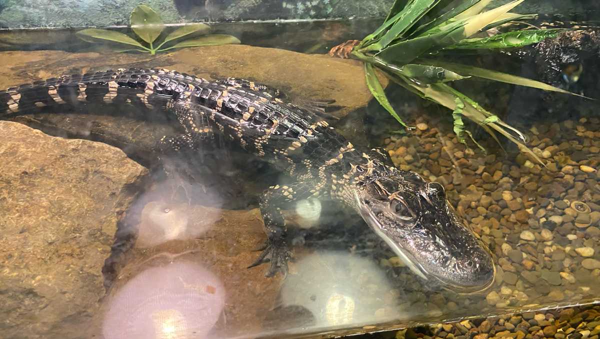 Alligator found in Beaver County creek, safely captured [Video]