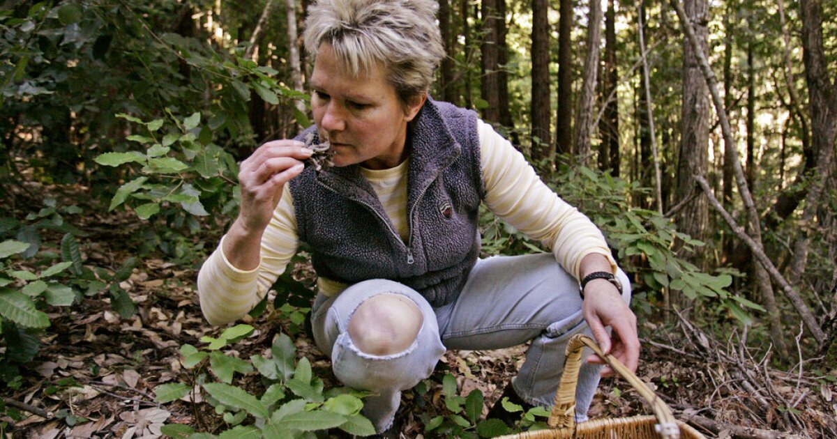 Warnings issued on morel mushroom consumption as foraging season arrives [Video]