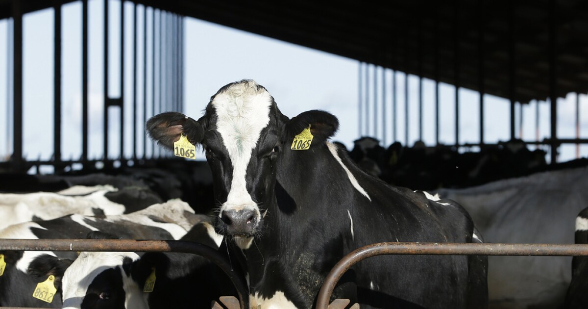 No plan yet to modify Colorado livestock shows as bird flu spreads in dairy cows [Video]
