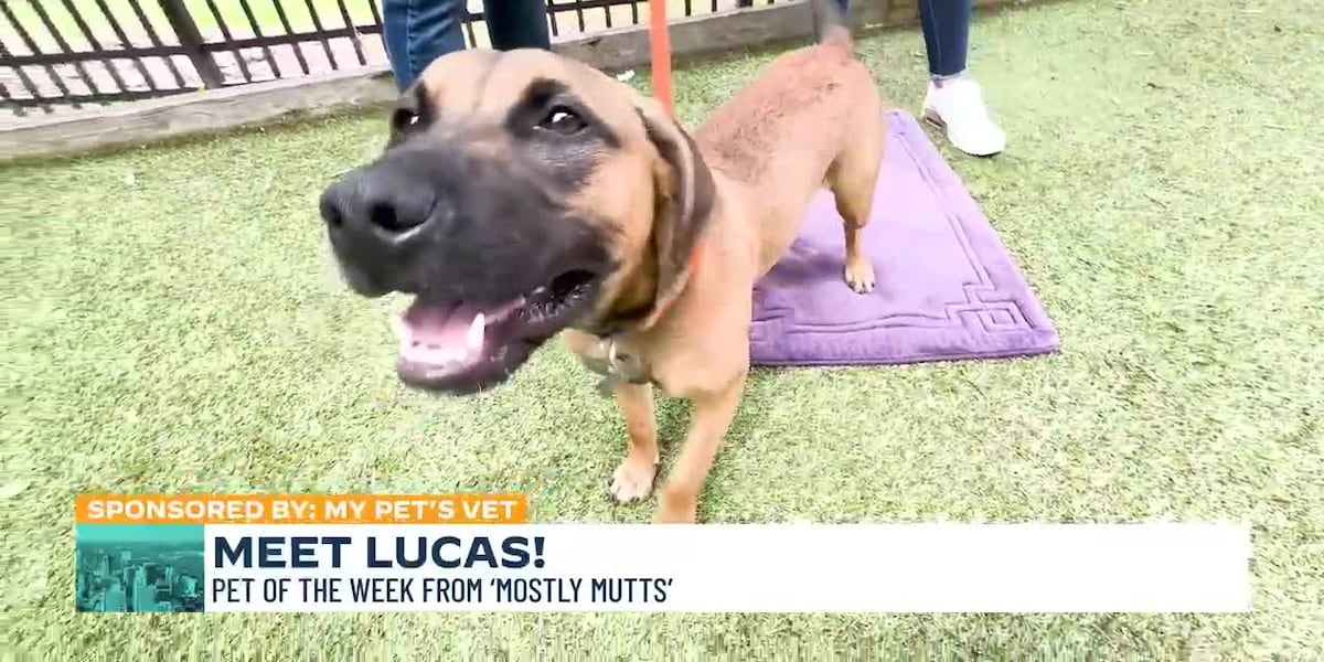 Pet of the Week: Lucas [Video]