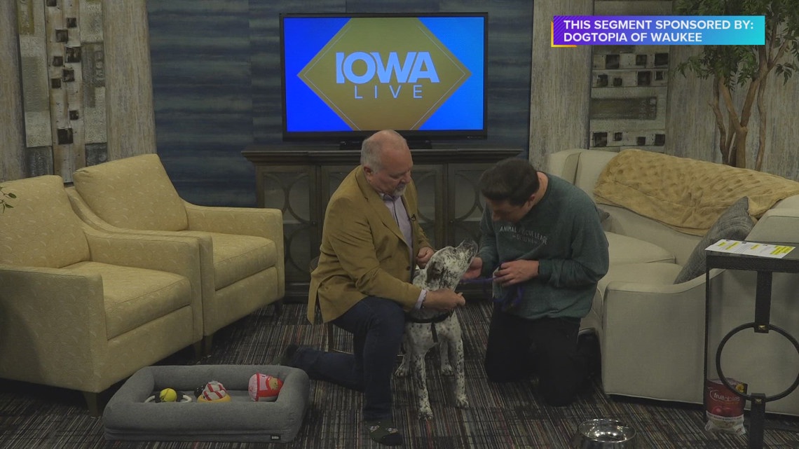 Peppy Periwinkle returns to find her forever family. She’s available for adoption now at the Animal Rescue League of Iowa | Paid Content [Video]