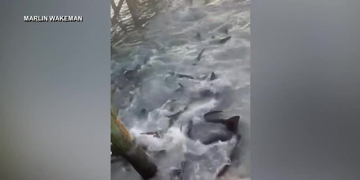 GRAPHIC: Florida man recovering after shark attack at a Bahamas marina [Video]