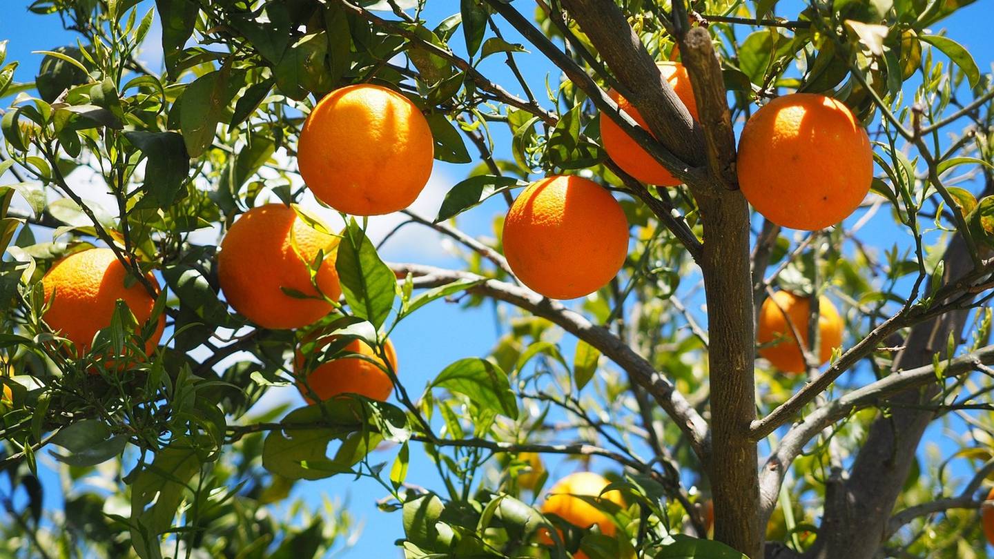 Floridas citrus growers feeling the squeeze after latest forecast  WFTV [Video]