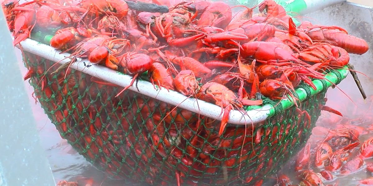 Crawfish farmers say theyll have to end mudbug season early as Mothers Day weekend arrives [Video]