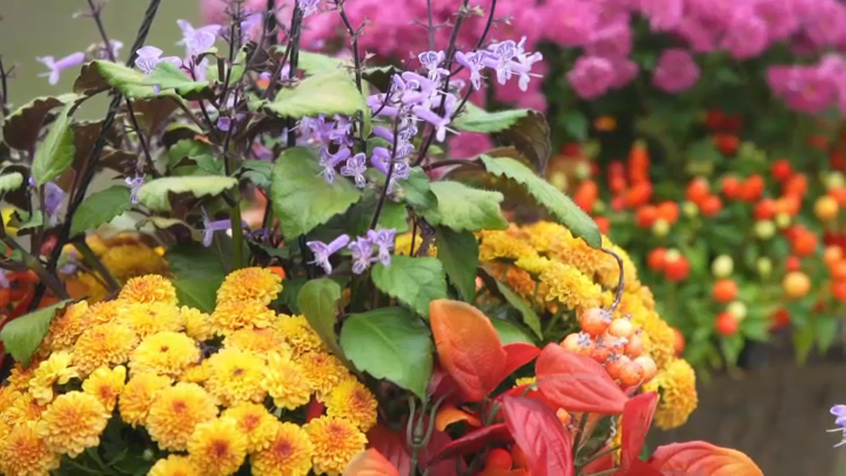 California Flower Mall extends to 24-hours  NBC 7 San Diego [Video]