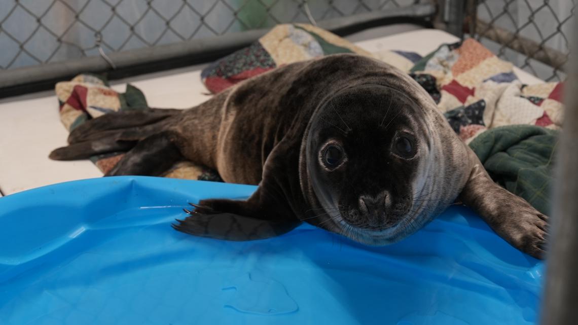 Mild winter cause of increase in seal rescues, experts say [Video]