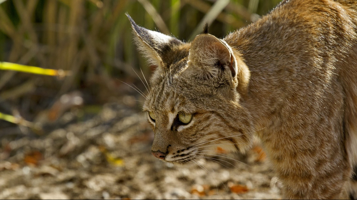 Bobcat with rabies captured in Arizona, officials say [Video]