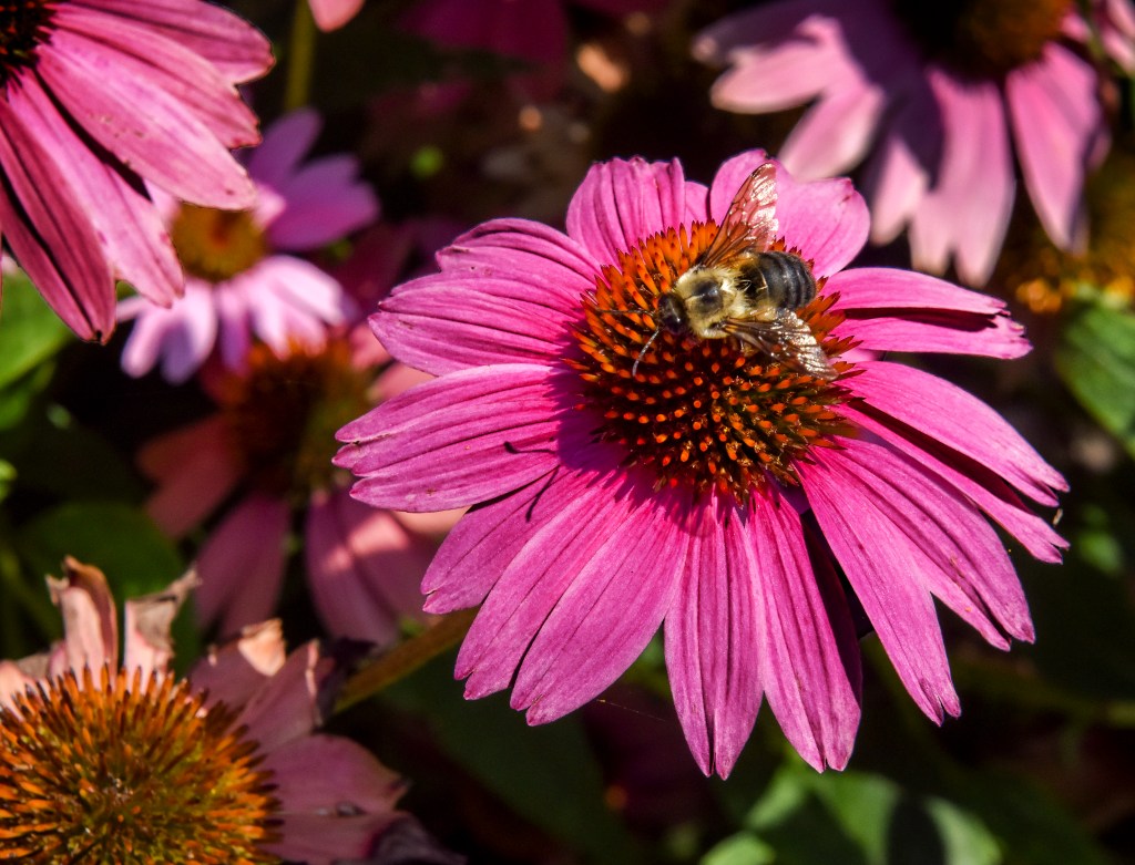 Another threat to bees: Climate change-fueled rising temperatures [Video]