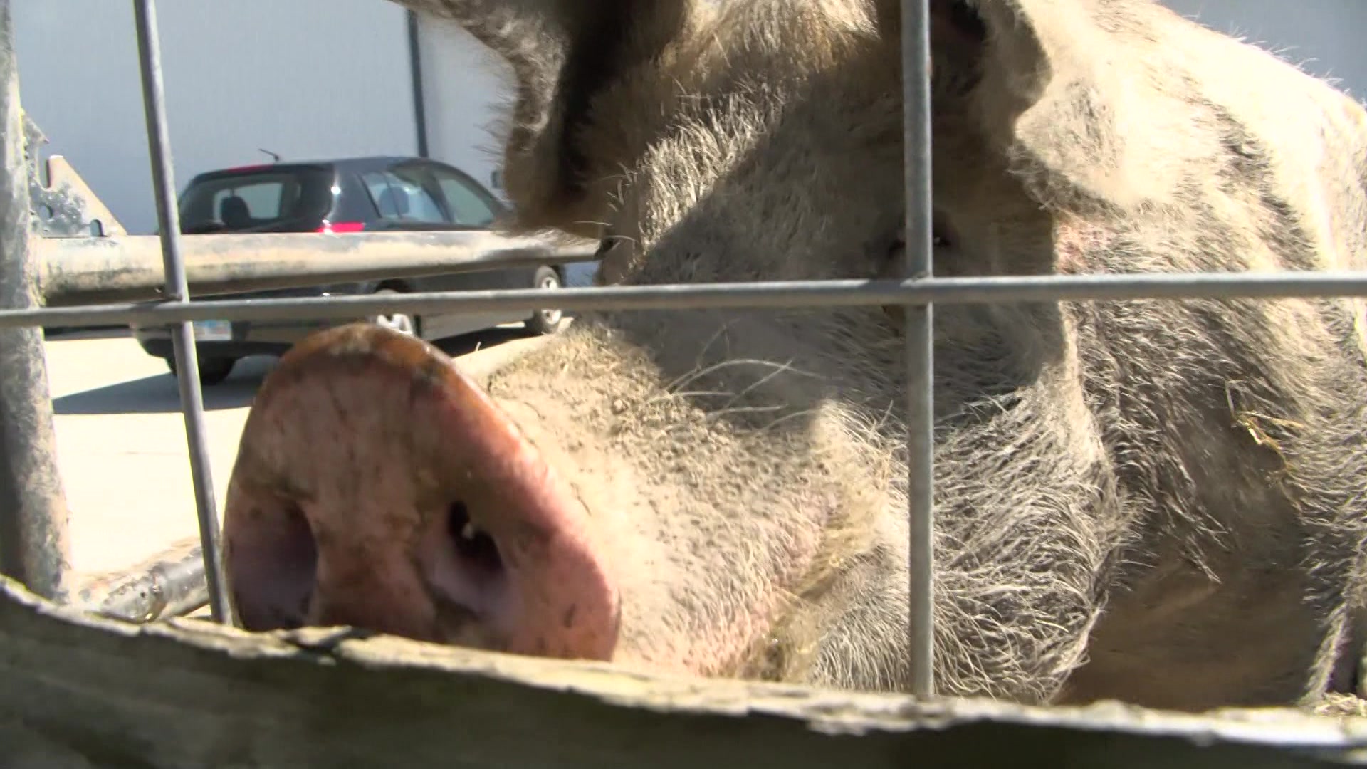 ‘Every year is a milestone’: Tiny Hooves Sanctuary celebrates 9 years of saving animals [Video]