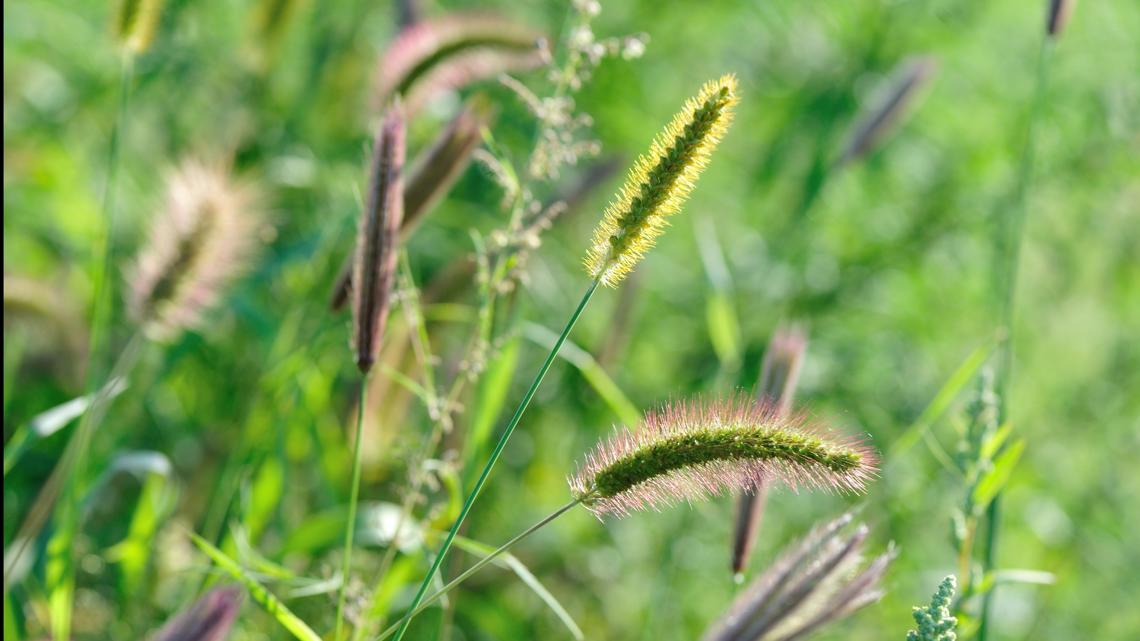 What are foxtails? How to protect your pets this summer [Video]