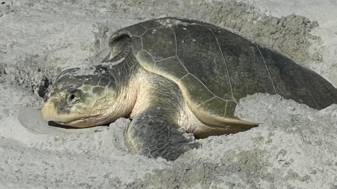 Kemp’s ridley sea turtle nest spotted on St. Augustine Beach [Video]