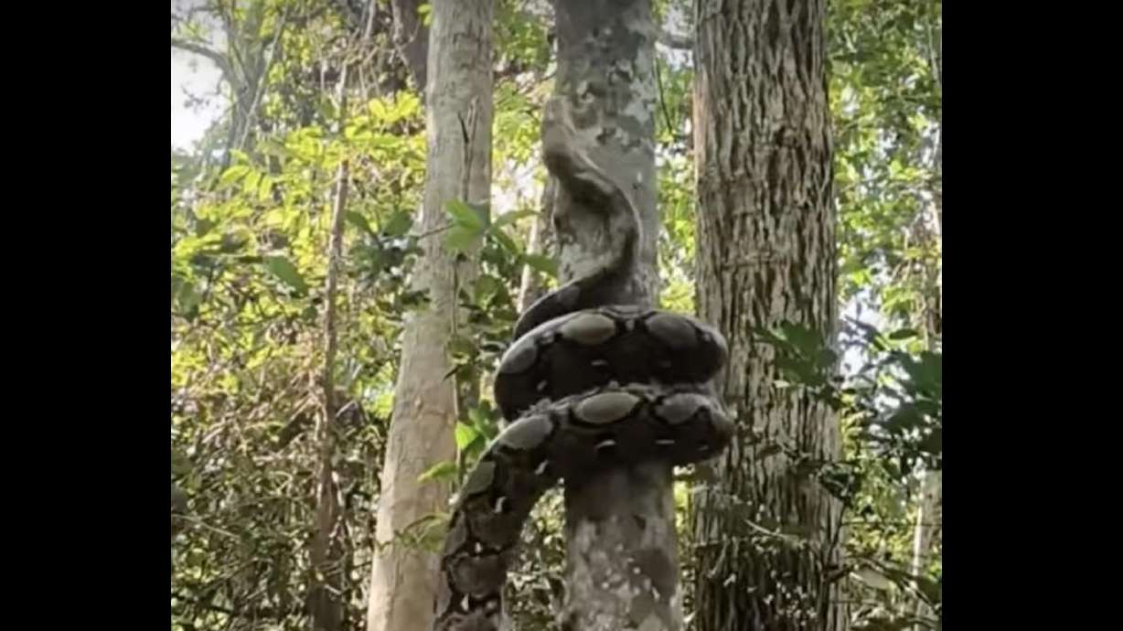 Have You Seen This? The mesmerizing motion of a tree-climbing python [Video]