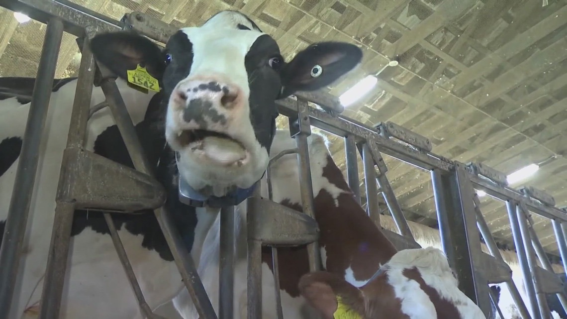 Federal government to pay farmers to test their cows for Avian Flu [Video]