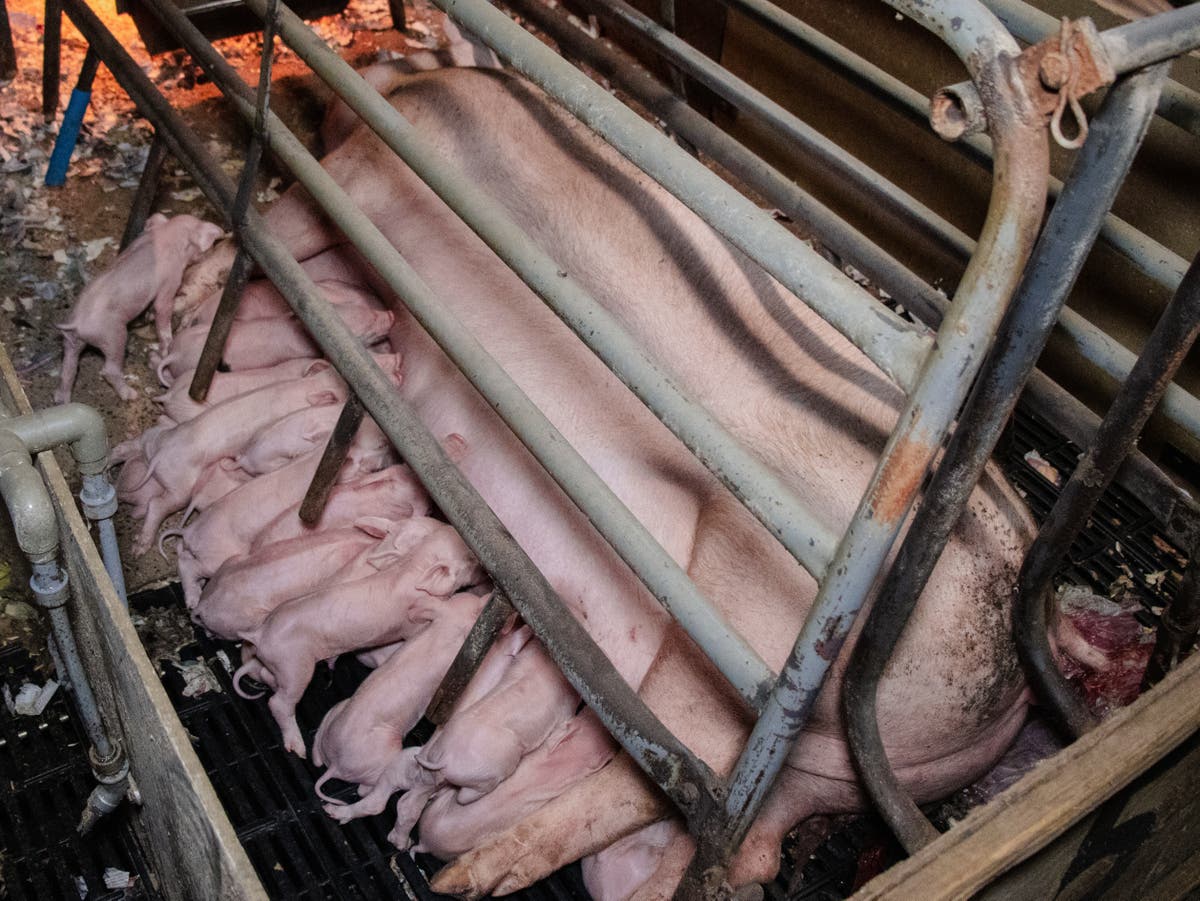 More than 200 factory farms set up in the UK over just five years, report finds [Video]