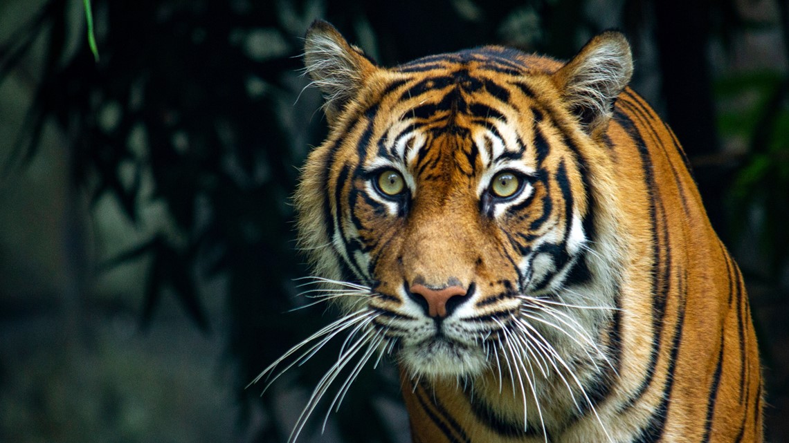 Screaming leads workers to tiger footprints, victim’s body [Video]