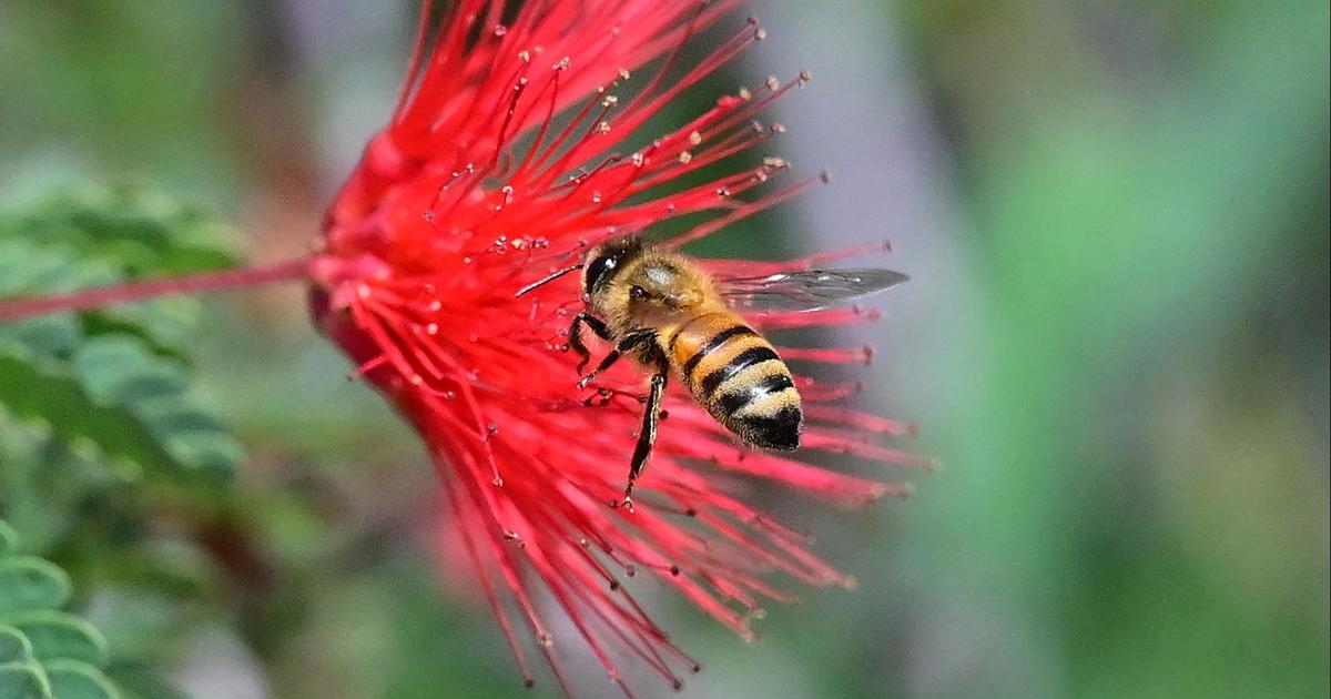 U.S. honey bee population reaches record high [Video]