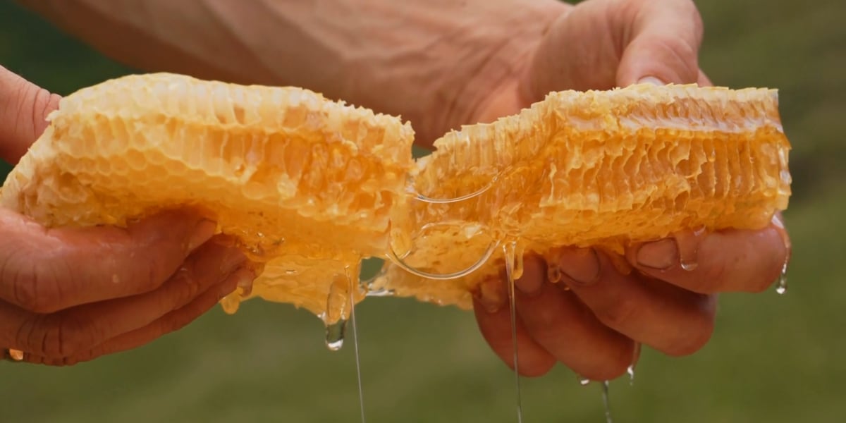 Moment of Science: Honey [Video]