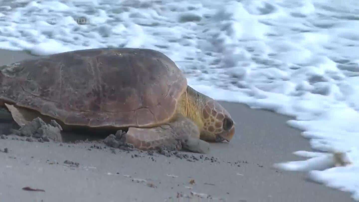 Watch 2 Injured Loggerhead Turtles Triumphantly Crawl Into The Atlantic After Rehabbing In Florida [Video]