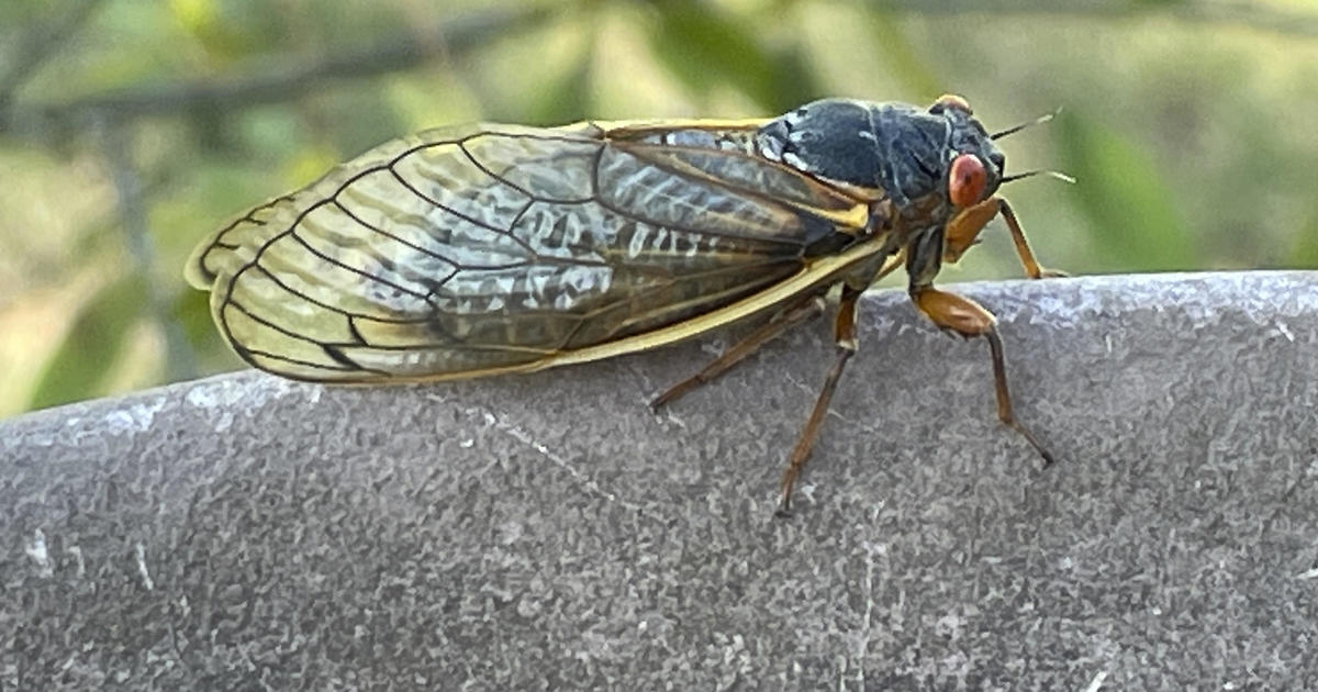 Cicadas pee from trees. And they urinate a lot, new study finds. [Video]