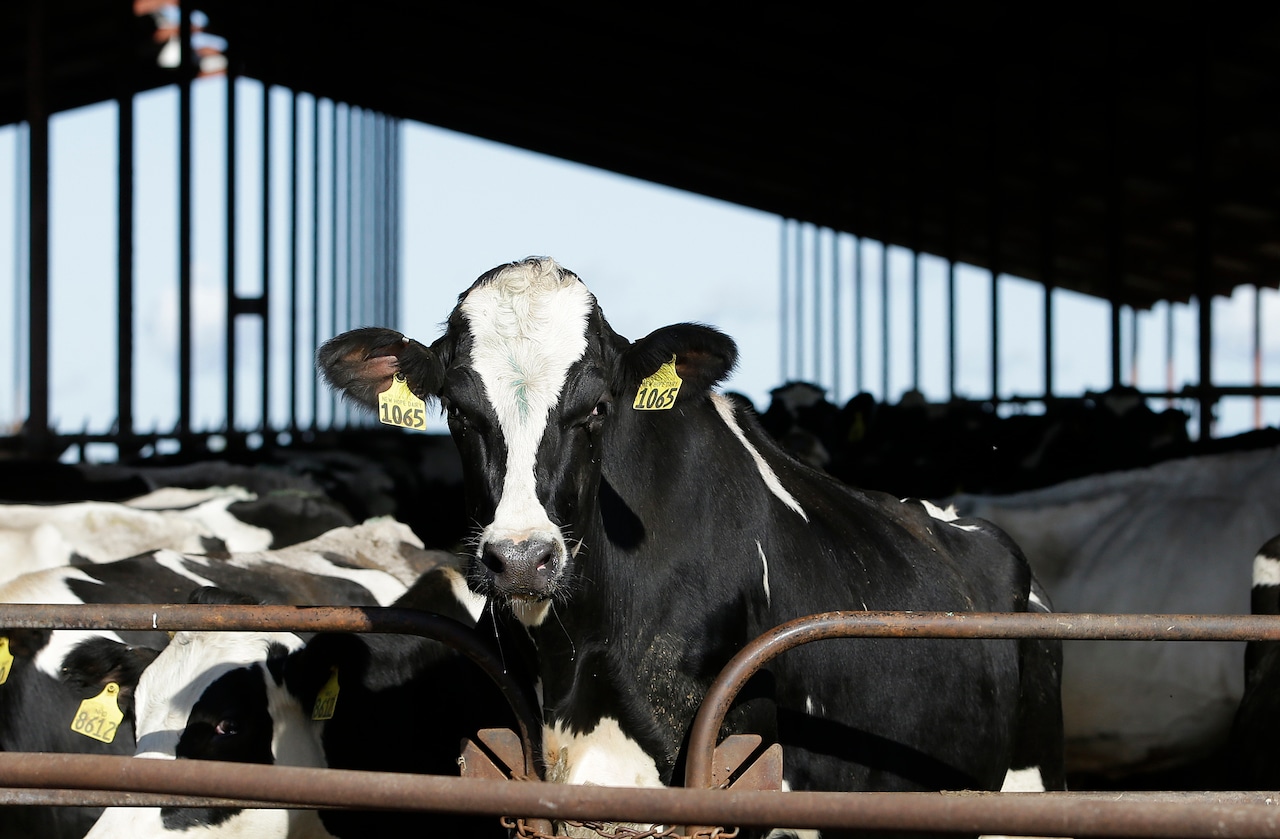 Pa. dairy farmers could see financial boost from Shapiros proposed subsidy program [Video]