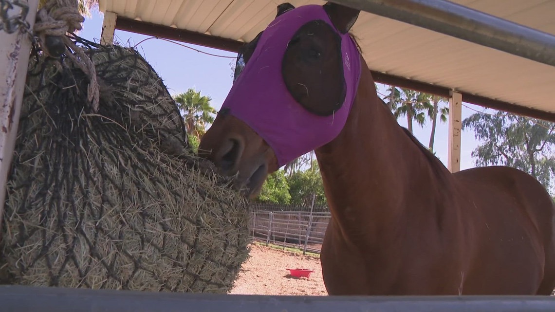 Scottsdale horse program asks public for help with renovations [Video]