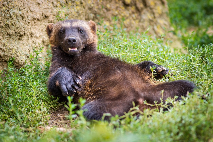 Bill to reintroduce wolverines to Colorado passed, heres what happens next [Video]