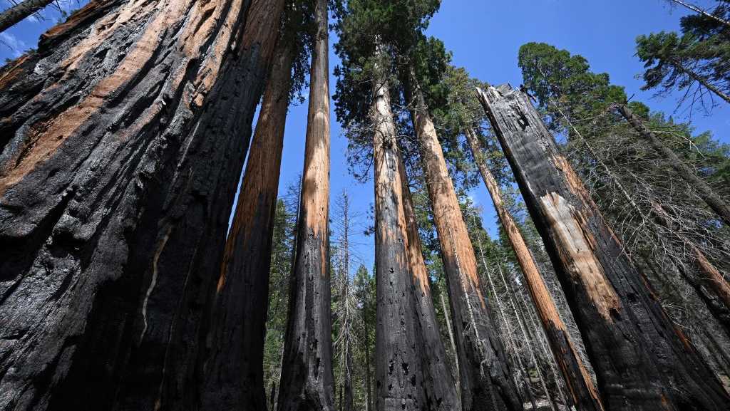 Ancient trees unlock an alarming new insight into our warming world [Video]