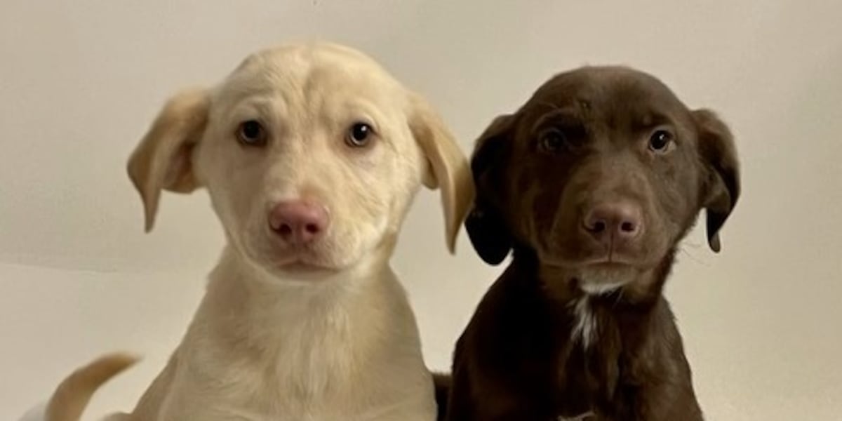 Veterinarians push importance of parvo vaccine as several puppies die in Tucson area [Video]