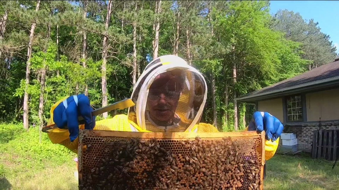 Why are bees important? Northwest Ohio beekeeper explains [Video]