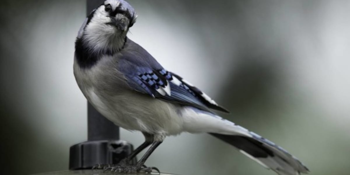 Calling Experienced Birders: Volunteers needed for 2024 bird survey [Video]
