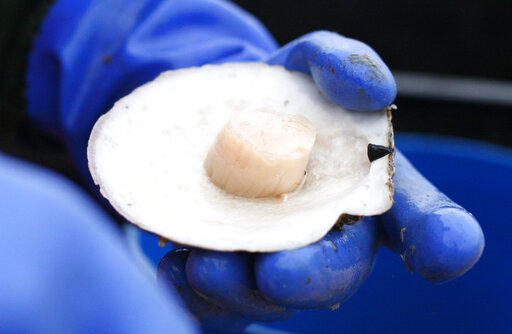 Some Mobile County shellfish growing waters closed: ADPH [Video]