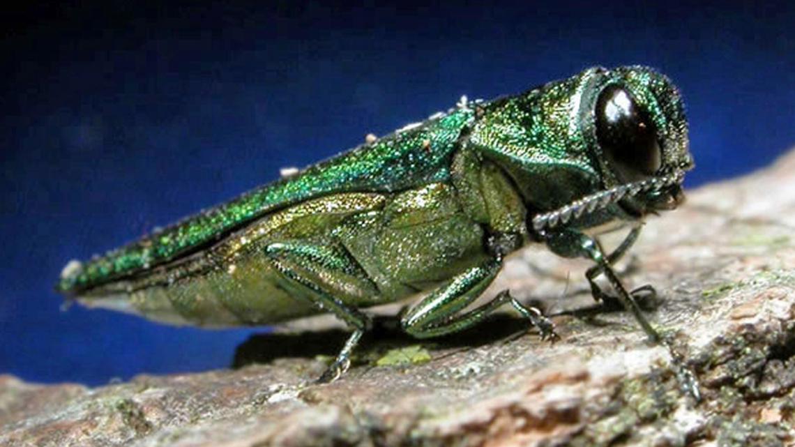 Emerald ash borer beetle found in multiple Texas counties [Video]